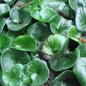Asarum europaeum feuille